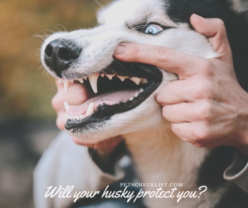 Will A Husky Protect Its Owner