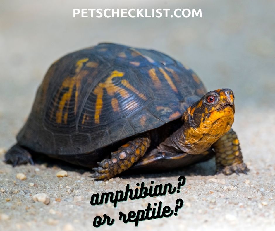 are turtles amphibians or reptiles?