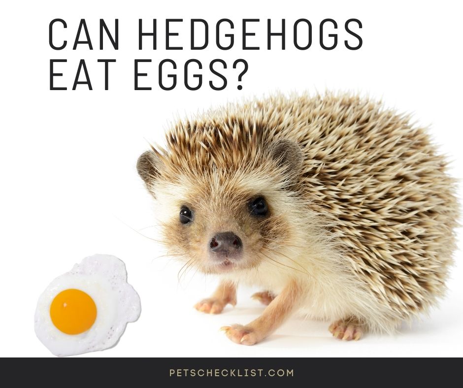 can hedgehogs eat eggs