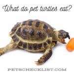 foods for pet turtles