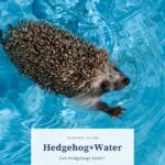 Can Hedgehogs Swim? Do they like to be in the water?