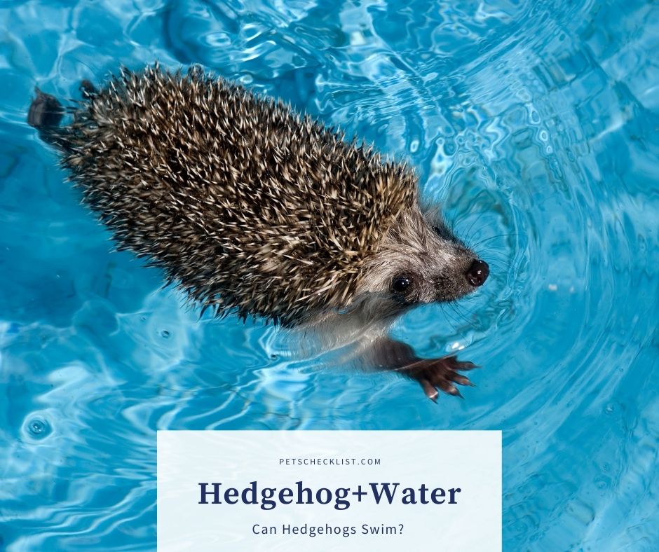 hedgehog swimming