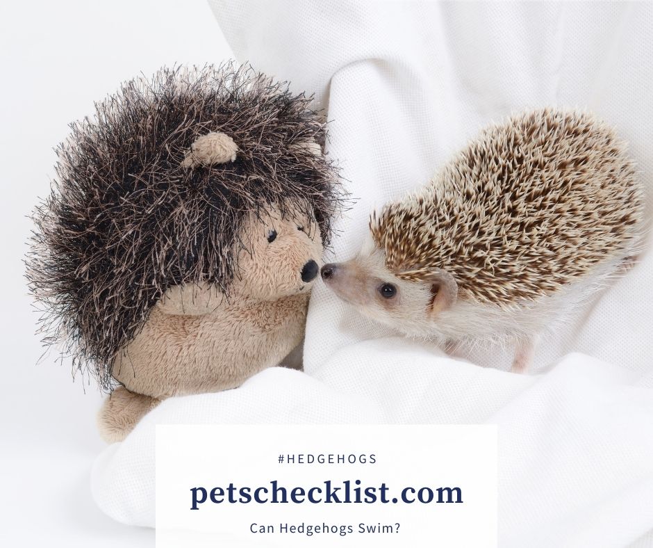 hedgehogs and stuffed toy
