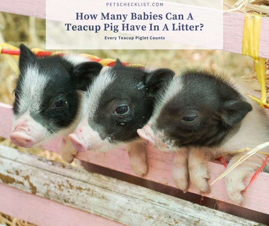 how many piglets can a teacup pig have