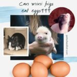 mini pigs and eggs