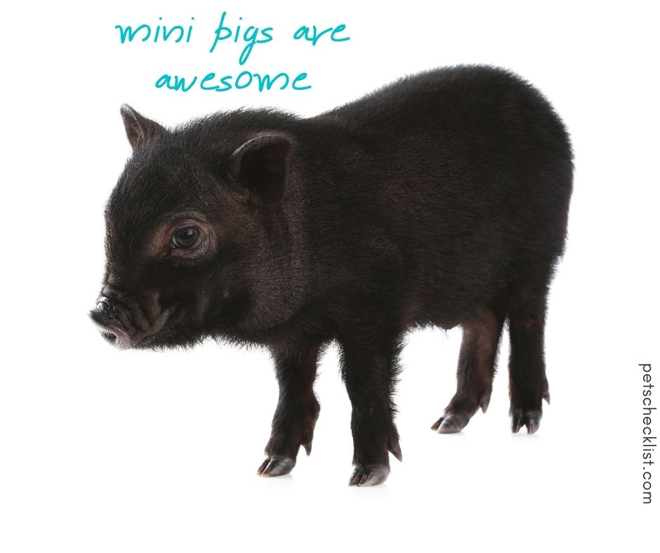 mini pigs are awesome