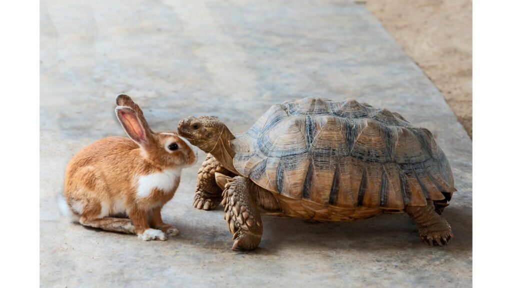 rabbit and turtle