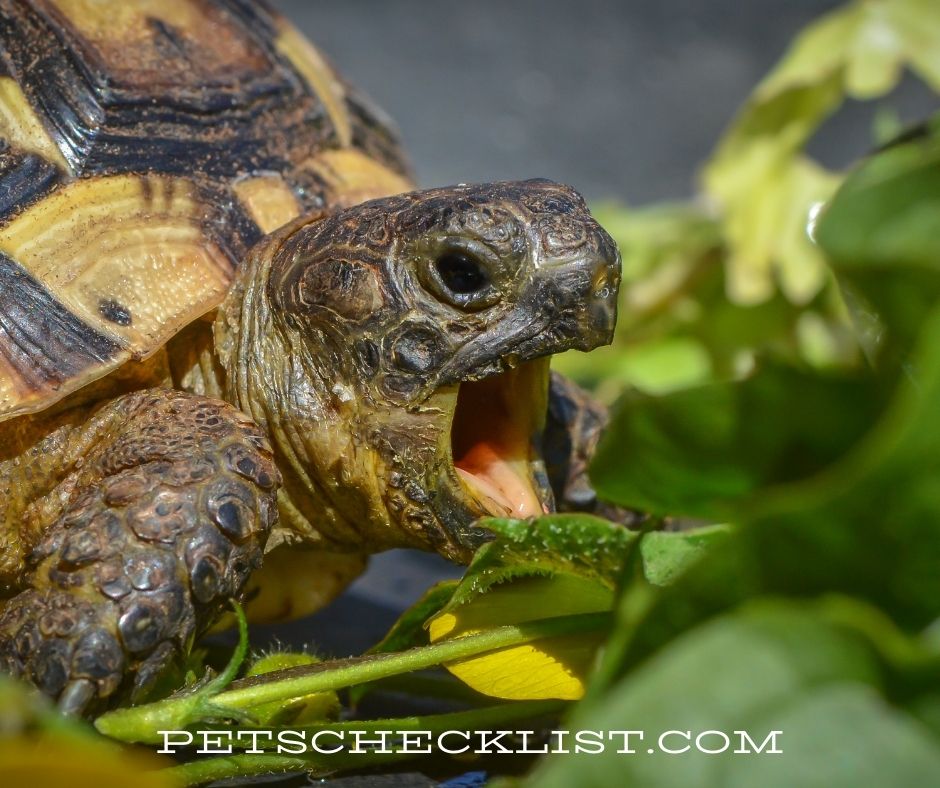 what do pet turtles eat