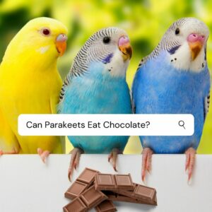 Can Parakeets Eat Chocolate