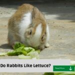 Rabbits and lettuce