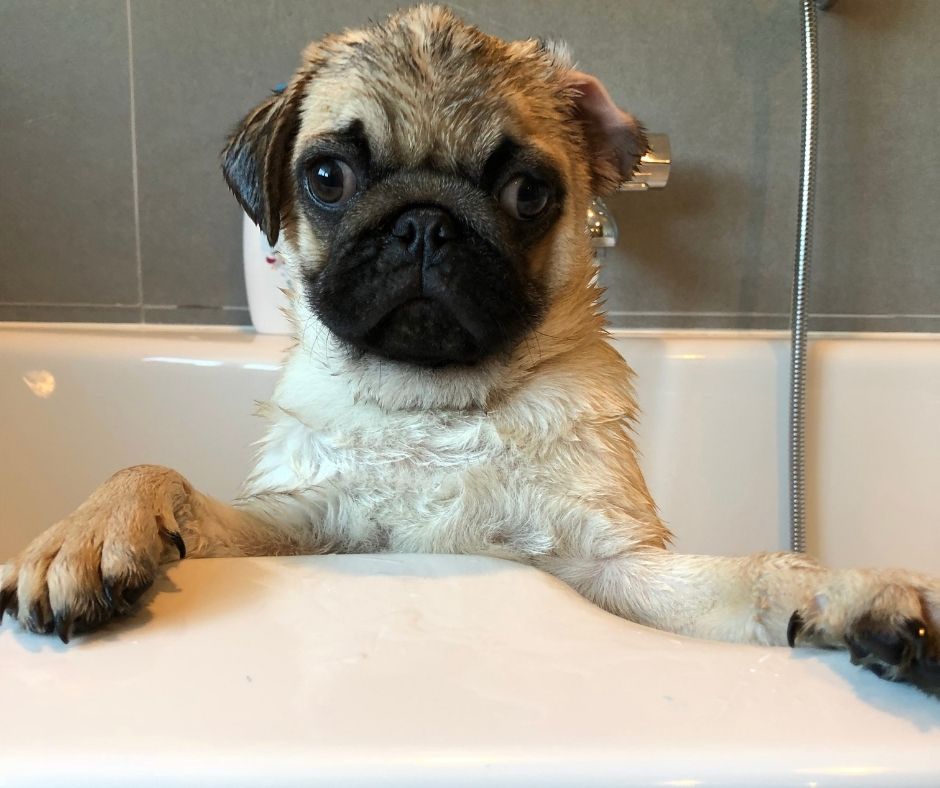 pug bathes regularly