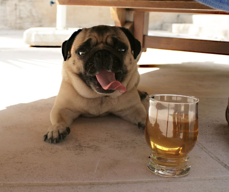 How To Take Care Of Your Pug During Hot Summer Days