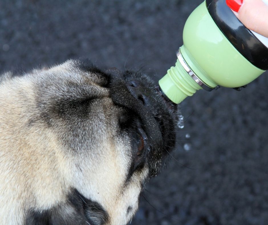 supply plenty of water for pugs