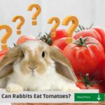 tomatoes and rabbits