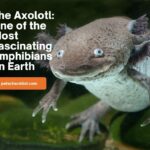 The Axolotl - A Unique Amphibian with Interesting Biology [Videos]