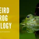 Frogs article