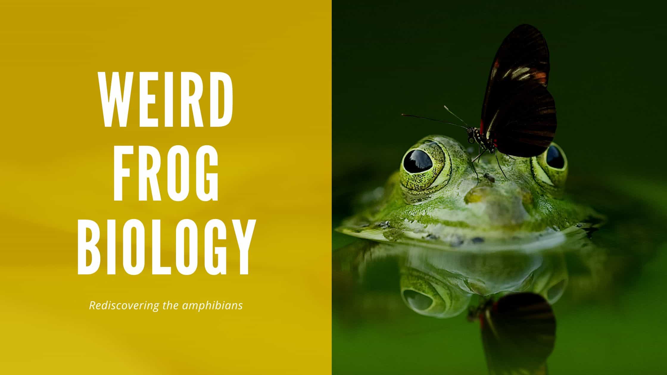 Frogs article