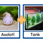 Perfect Habitat for Your Axolotl